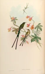 Lesbia eucharis = Lesbia victoriatoriae eucharis